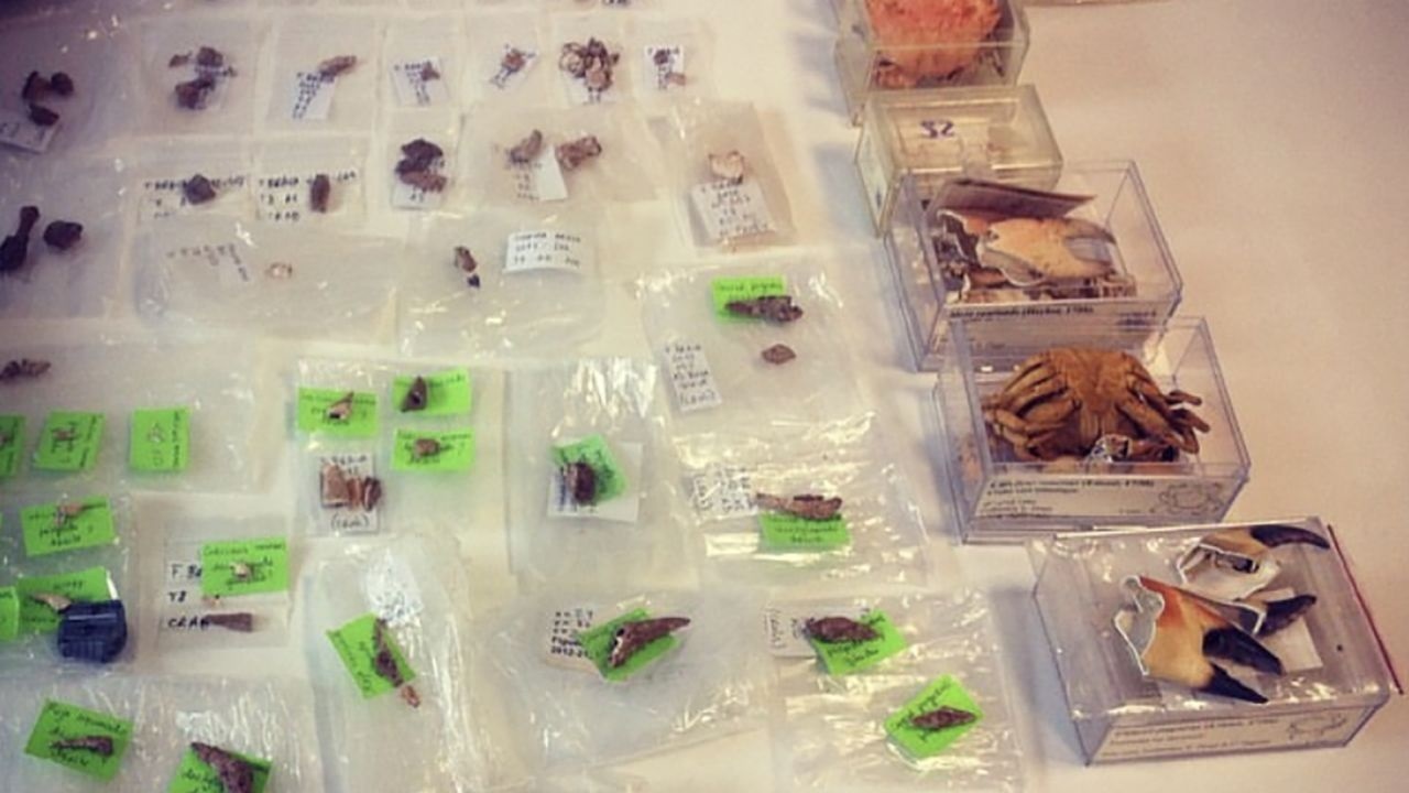 hai san,  cua,  nguoi tien su anh 1