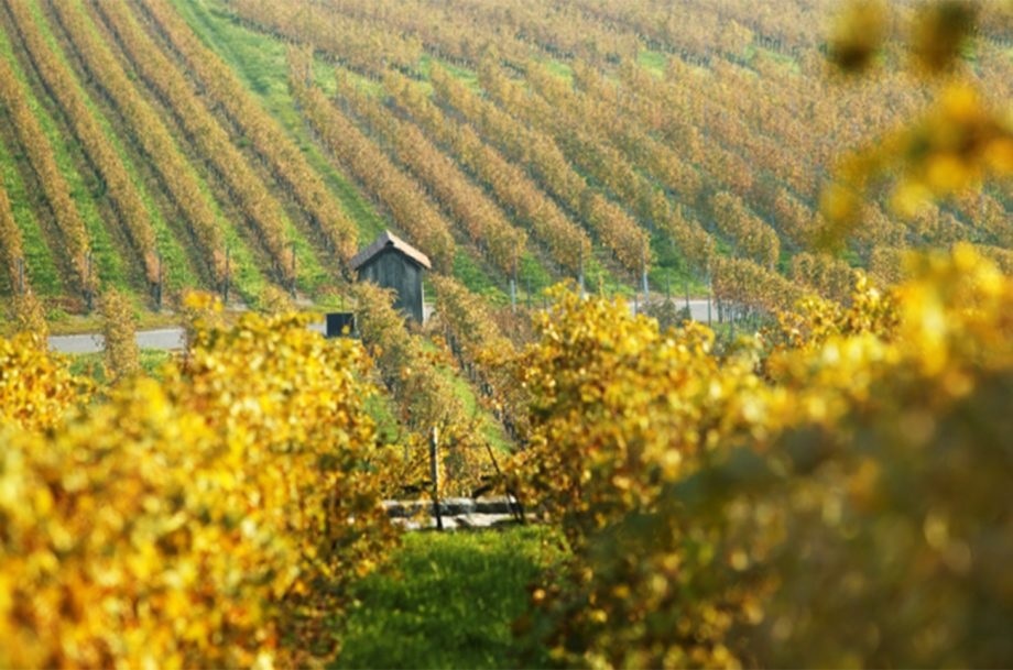 ruou vang,  Thuy Si,  Verbier anh 6