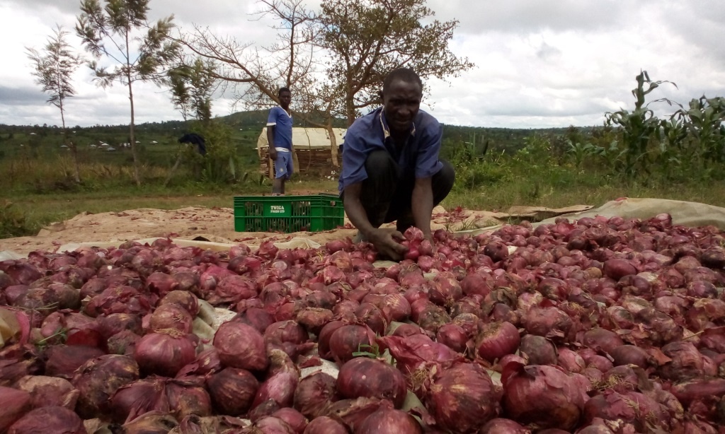 hanh tay,  khan hiem,  gia cao,  thuc pham anh 2