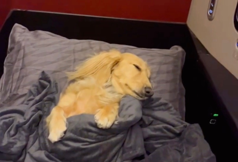 Hanh khach bi chi trich vi mua ve thuong gia cho con cho ngu hinh anh