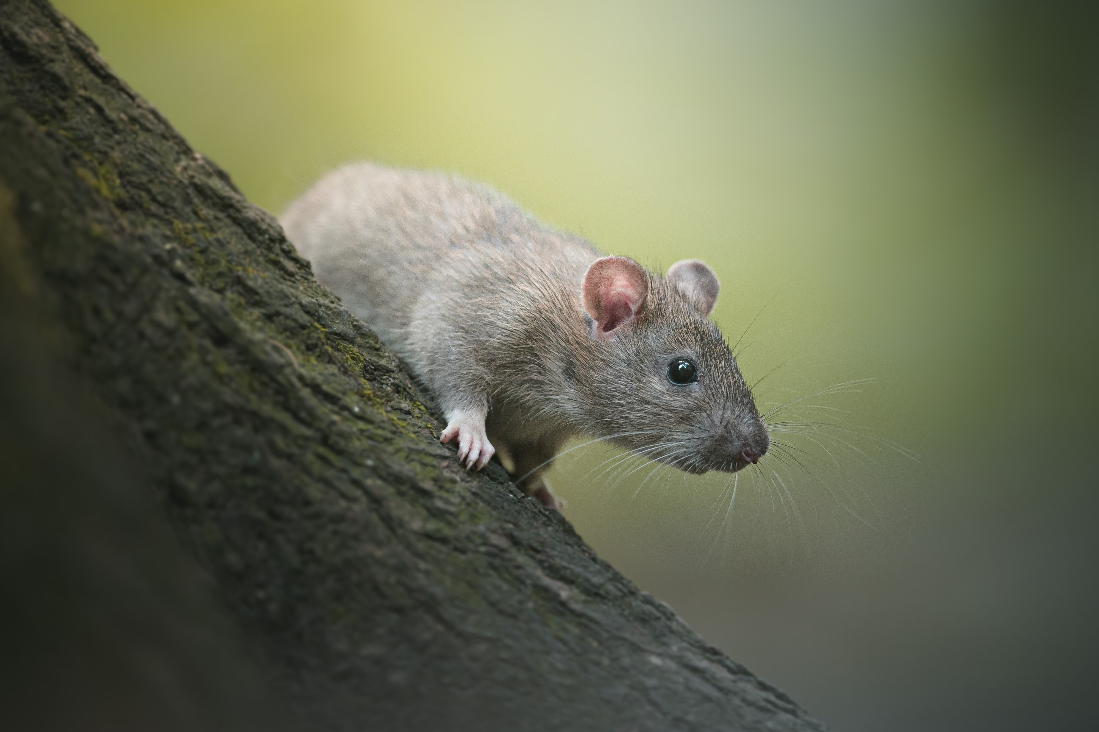 Tranh cai co vit hay dau chuot trong suat an tai Trung Quoc hinh anh