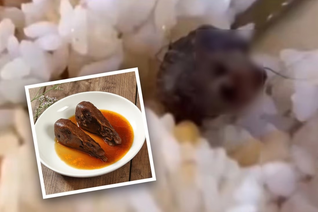 co vit,  dau chuot,  thuc an,  sinh vien anh 1