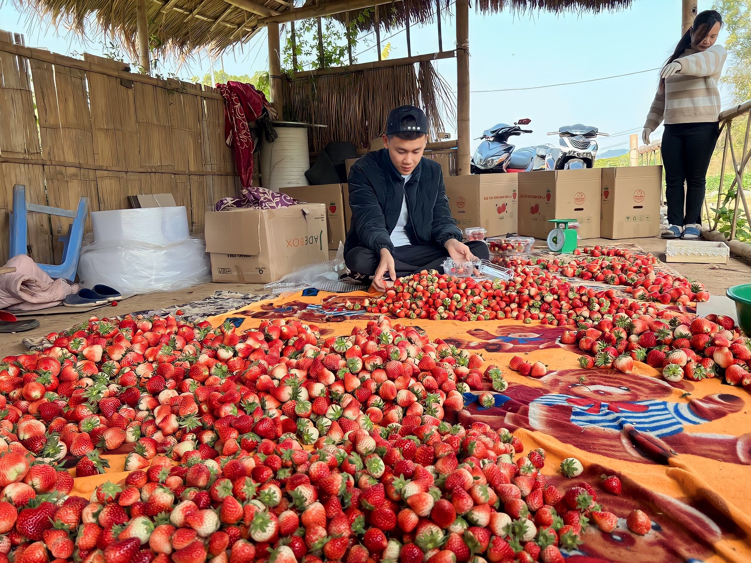 Nong dan khon don vi dau tay Son La bi hieu nham den tu Trung Quoc hinh anh