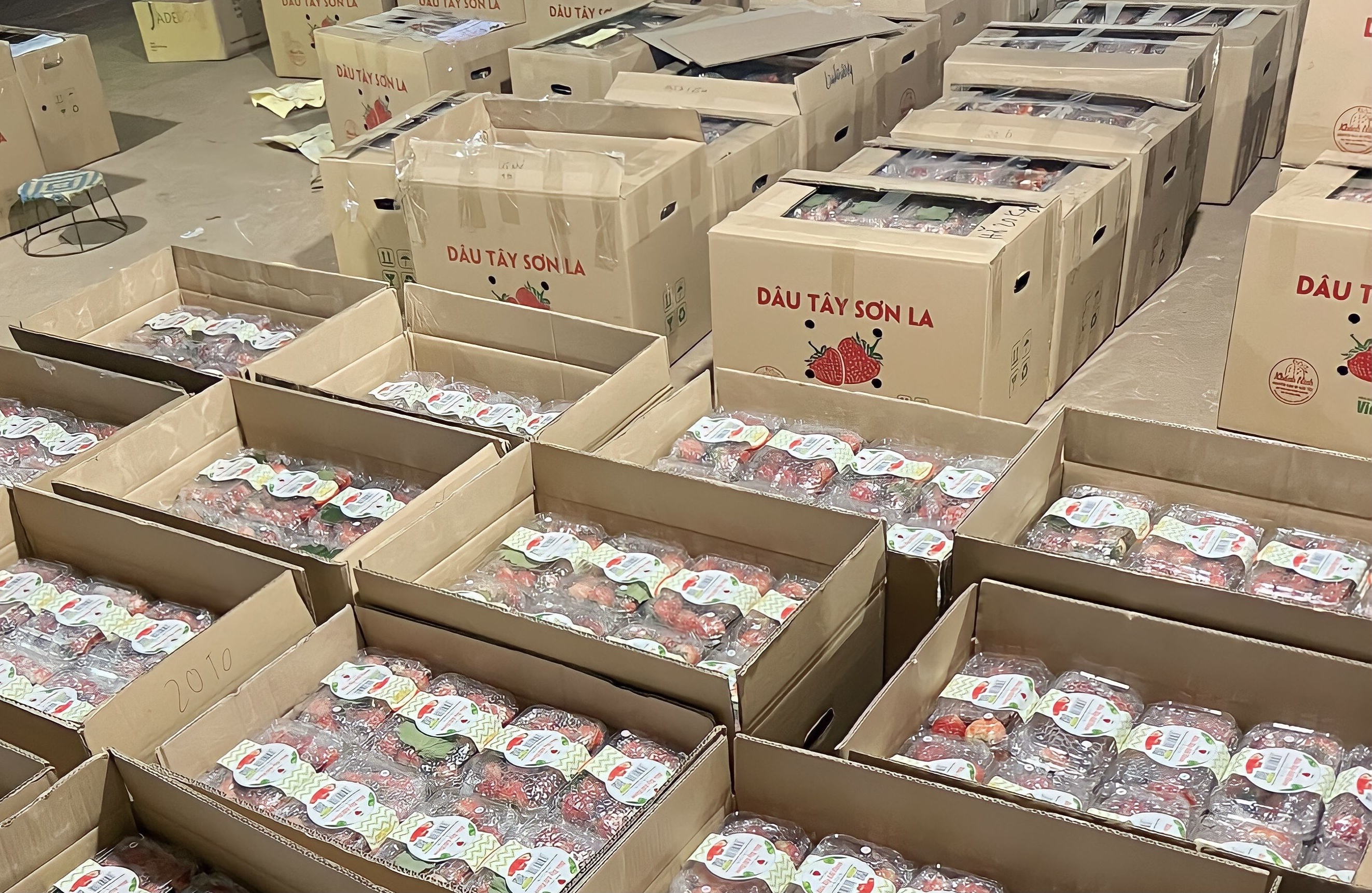 Co ho dan Son La thu 3-4 ty moi nam tu dau tay hinh anh