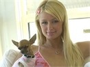 Paris Hilton bi che bat tai hinh anh