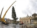 Thap sang cay thong Noel tai Vatican hinh anh
