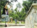 Cu nhay vo tinh hinh anh