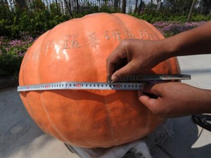 Qua bi ngo khong lo hinh anh