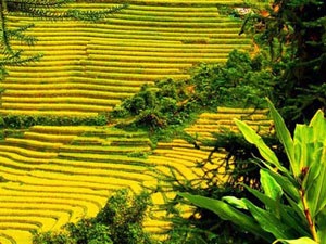 Quyen ru ruong bac thang Sa Pa mua lua chin hinh anh