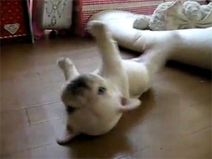 Chu cho ngo nghinh hinh anh