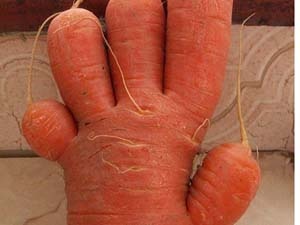 Cu ca rot hinh ban tay 5 ngon hinh anh