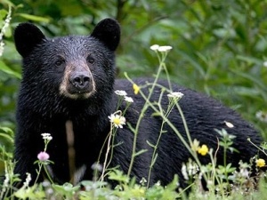 Gau tan cong nguoi giua thanh pho hinh anh