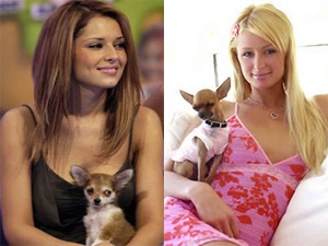 Paris Hilton mai moi cho cun cung hinh anh