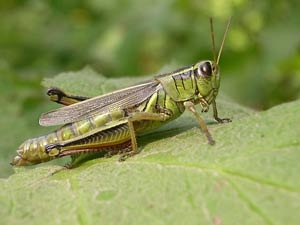 Bo viec di nuoi chau chau hinh anh