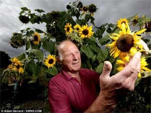 Cay huong duong nhieu hoa ky luc hinh anh