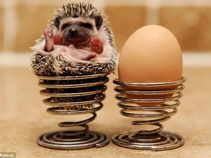 Nhung chu nhim lun lau linh hinh anh