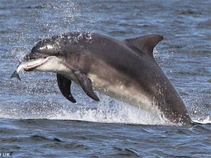 Ca heo ‘giang bay’ ca hoi hinh anh