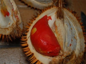 Sau rieng ruot do hinh anh