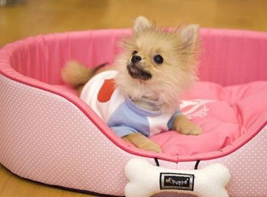 Teen va trao luu nuoi toydog hinh anh