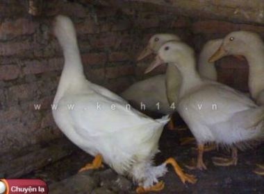 Vit 4 chan o Bac Giang hinh anh