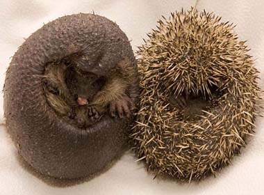 Chu nhim bi trui long hinh anh