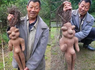 Cay la mang hinh nguoi hinh anh