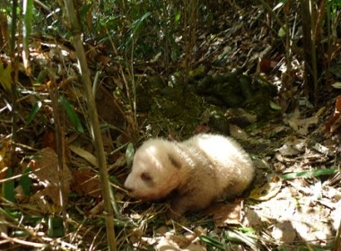 Gau truc mau nau hinh anh