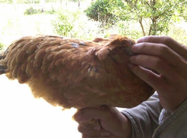 Ga khong canh o Quang Nam hinh anh