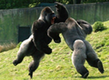 Nhung cuoc san moi hoang da hinh anh