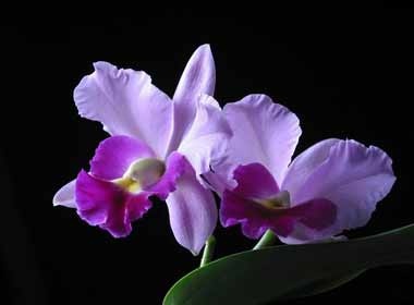 Doan tinh cach qua hoa lan hinh anh