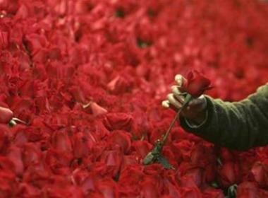 Giau cocaine trong hoa hong Valentine hinh anh