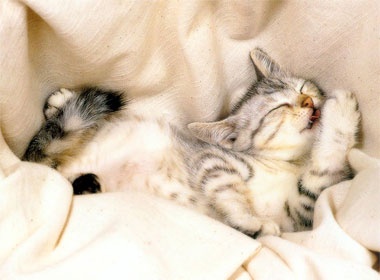 Kham pha tuoi Mao nam Canh Dan hinh anh