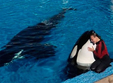 Kinh hoang ca heo giet huan luyen vien truoc mat khan gia hinh anh