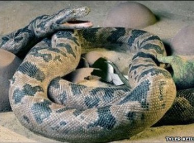 Phat hien hoa thach ran an thit khung long hinh anh