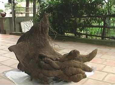 Cu khoai 11,5kg hinh ban tay khong lo hinh anh