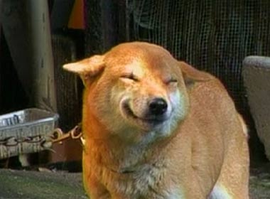 Cho cuoi voi chu hinh anh