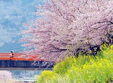 Ngam sac hoa anh dao ruc ro xu Phu Tang hinh anh