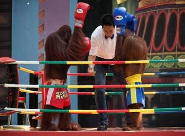 Duoi uoi tren dau truong quyen anh hinh anh