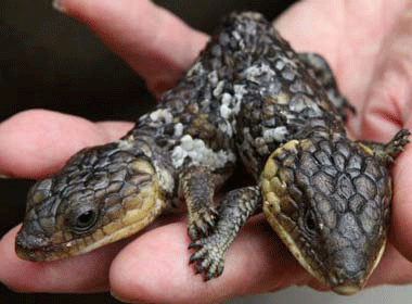 Than lan 2 dau hinh anh