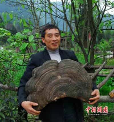 Cay nam nang gan 20 kg hinh anh