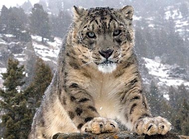 Khoanh khac dep cua thu du hinh anh