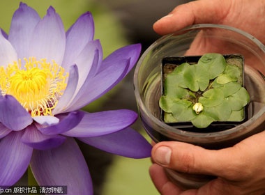 Cay hoa sung nho nhat the gioi hinh anh