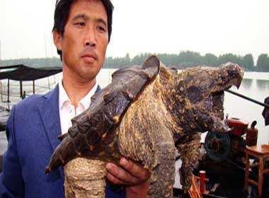 Bat duoc con vat la tai Trung Quoc hinh anh