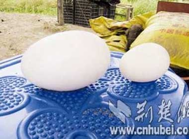 Trung 'de' chet vit me hinh anh