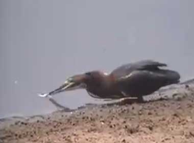 Chim 'cau' ca dieu luyen hinh anh