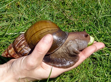 Loai oc sen lon nhat the gioi hinh anh