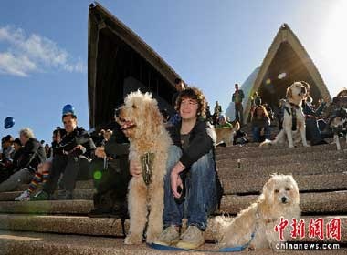 Buoi hoa nhac rieng cho cho o Sydney hinh anh