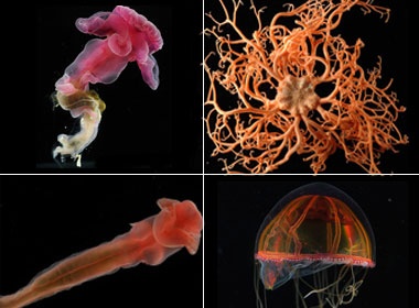 Phat hien 10 sinh vat bien chua tung duoc biet den hinh anh