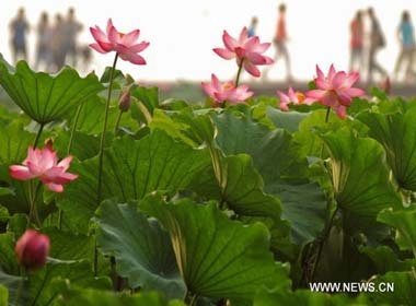 Ngam sen no o Ho Tay, Trung Quoc hinh anh
