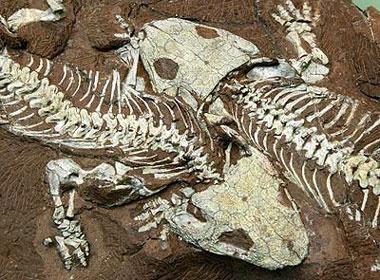 Phat hien xuong khung long hoa thach hoan chinh tai Duc hinh anh